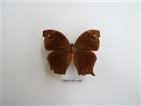 藏品(森林暮眼蝶)的圖片